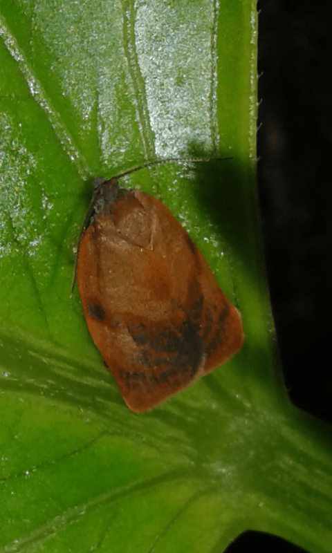 Cacoecimorpha pronubana (Tortricidae)?  S, maschio